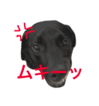 basta the dog（個別スタンプ：24）