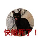 Black cat............（個別スタンプ：4）