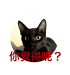 Black cat............（個別スタンプ：6）