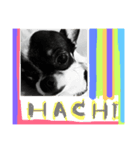 Hachi The Chihuahua（個別スタンプ：8）