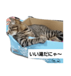 dekodokocat3（個別スタンプ：3）