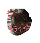 猫のこたろう（個別スタンプ：4）