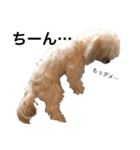 チワワのそぼろと愉快な仲間達（個別スタンプ：4）