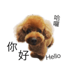 Poodle Cookie（個別スタンプ：1）