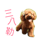 Poodle Cookie（個別スタンプ：2）