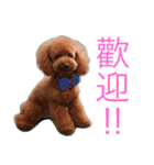 Poodle Cookie（個別スタンプ：4）