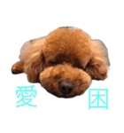 Poodle Cookie（個別スタンプ：5）