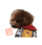 Poodle Cookie（個別スタンプ：6）