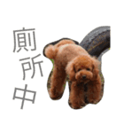 Poodle Cookie（個別スタンプ：11）