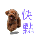 Poodle Cookie（個別スタンプ：12）