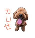 Poodle Cookie（個別スタンプ：16）