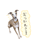 愛犬にこ（個別スタンプ：15）