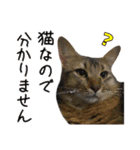 猫で行こう【3】（個別スタンプ：7）