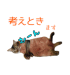 猫で行こう【3】（個別スタンプ：8）