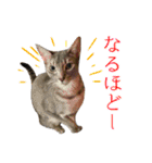 猫で行こう【3】（個別スタンプ：10）