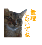 猫で行こう【3】（個別スタンプ：17）