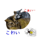 猫で行こう【3】（個別スタンプ：21）