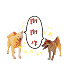 Shiba-puffs 2（個別スタンプ：16）