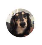 Dachshund Wali（個別スタンプ：1）