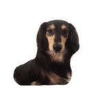 Dachshund Wali（個別スタンプ：18）