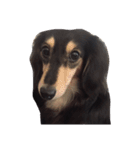 Dachshund Wali（個別スタンプ：20）