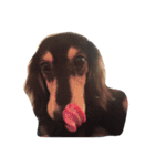 Dachshund Wali（個別スタンプ：21）