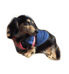 Dachshund Wali（個別スタンプ：23）