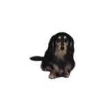 Dachshund Wali（個別スタンプ：24）