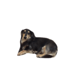 Dachshund Wali（個別スタンプ：25）