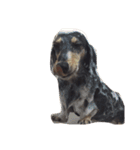 Dachshund Wali（個別スタンプ：29）