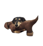 Dachshund Wali（個別スタンプ：30）