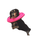 Dachshund Wali（個別スタンプ：31）