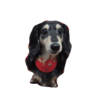 Dachshund Wali（個別スタンプ：32）