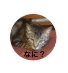 保護猫うりさん（個別スタンプ：3）