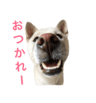 紀州犬 えん＆ももか②（個別スタンプ：4）