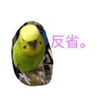 元気なセキセイインコ（個別スタンプ：5）