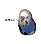 元気なセキセイインコ（個別スタンプ：6）