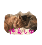 うちのねこ1（個別スタンプ：17）