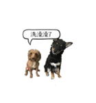 -My lovely dogs-（個別スタンプ：9）