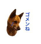 雑種犬 ジョイその2（個別スタンプ：5）