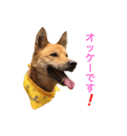 雑種犬 ジョイその2（個別スタンプ：16）