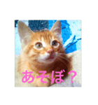 子猫すたんぷ（個別スタンプ：2）