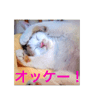 子猫すたんぷ（個別スタンプ：5）