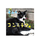 野良猫さんの愉快な日常（個別スタンプ：2）