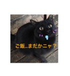 野良猫さんの愉快な日常（個別スタンプ：5）