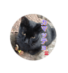 野良猫さんの愉快な日常（個別スタンプ：12）