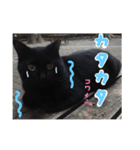 野良猫さんの愉快な日常（個別スタンプ：14）