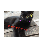 野良猫さんの愉快な日常（個別スタンプ：22）