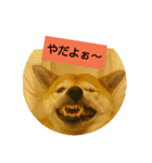 柴犬 くるみちゃん①（個別スタンプ：1）