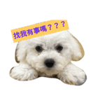 cute dogs！ 1（個別スタンプ：3）